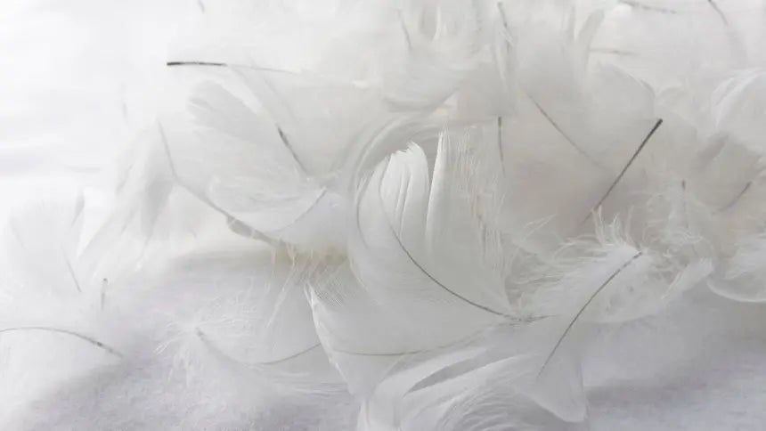 Duvet vs Plumes : Quelle différence ?