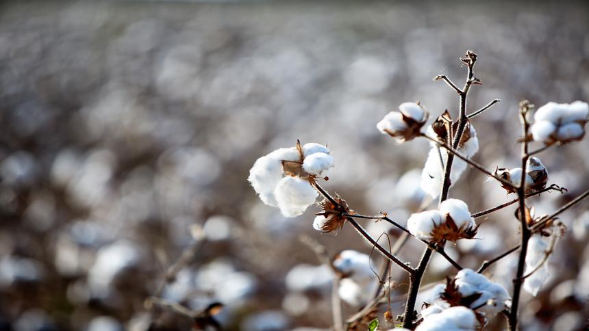 Tout ce que vous devez savoir à propos du Coton